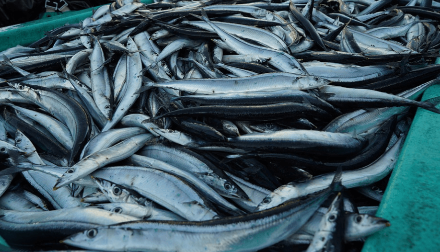 일곱 번째 술안주로 좋은 음식 꽁치