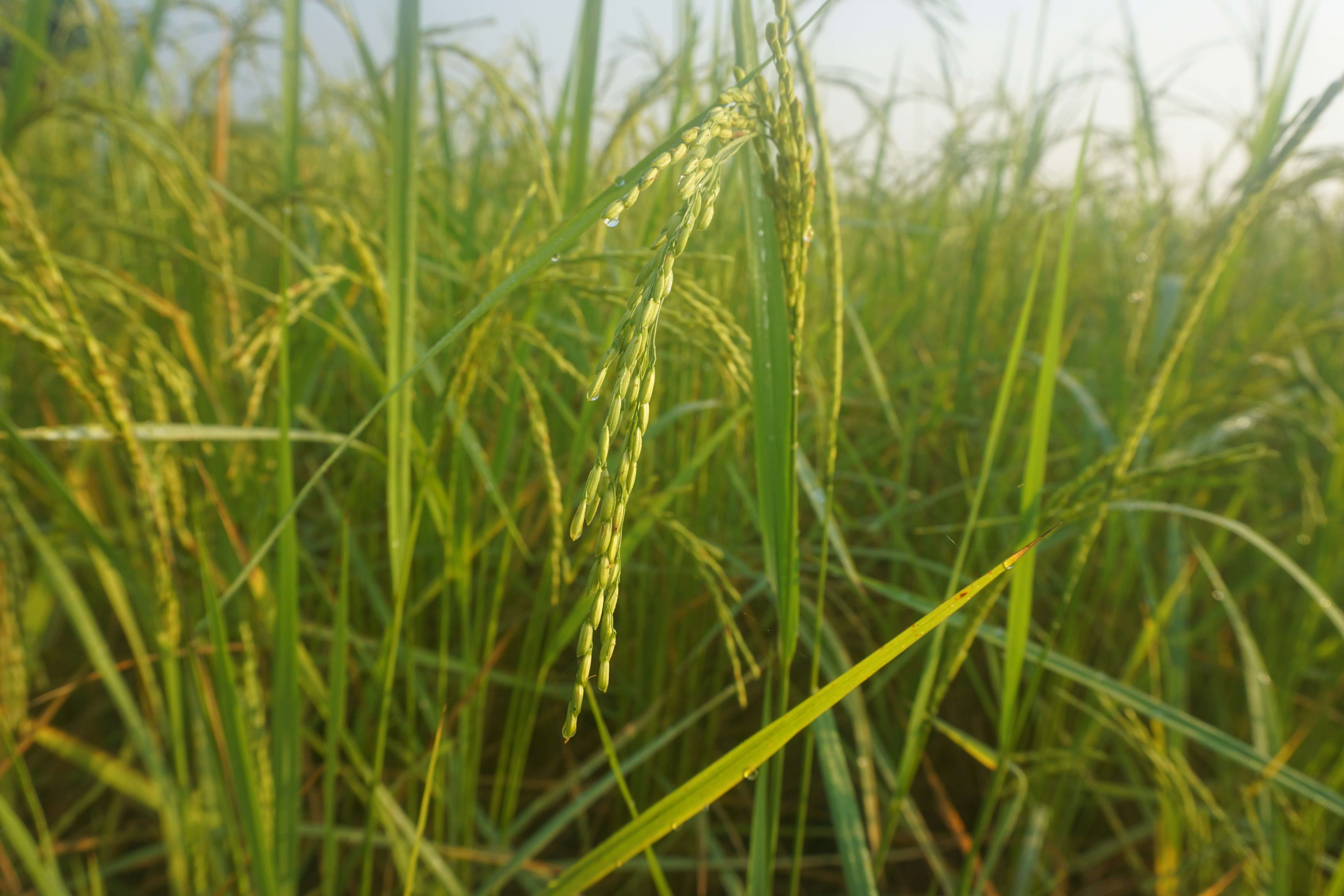 이천 쌀 문화 축제