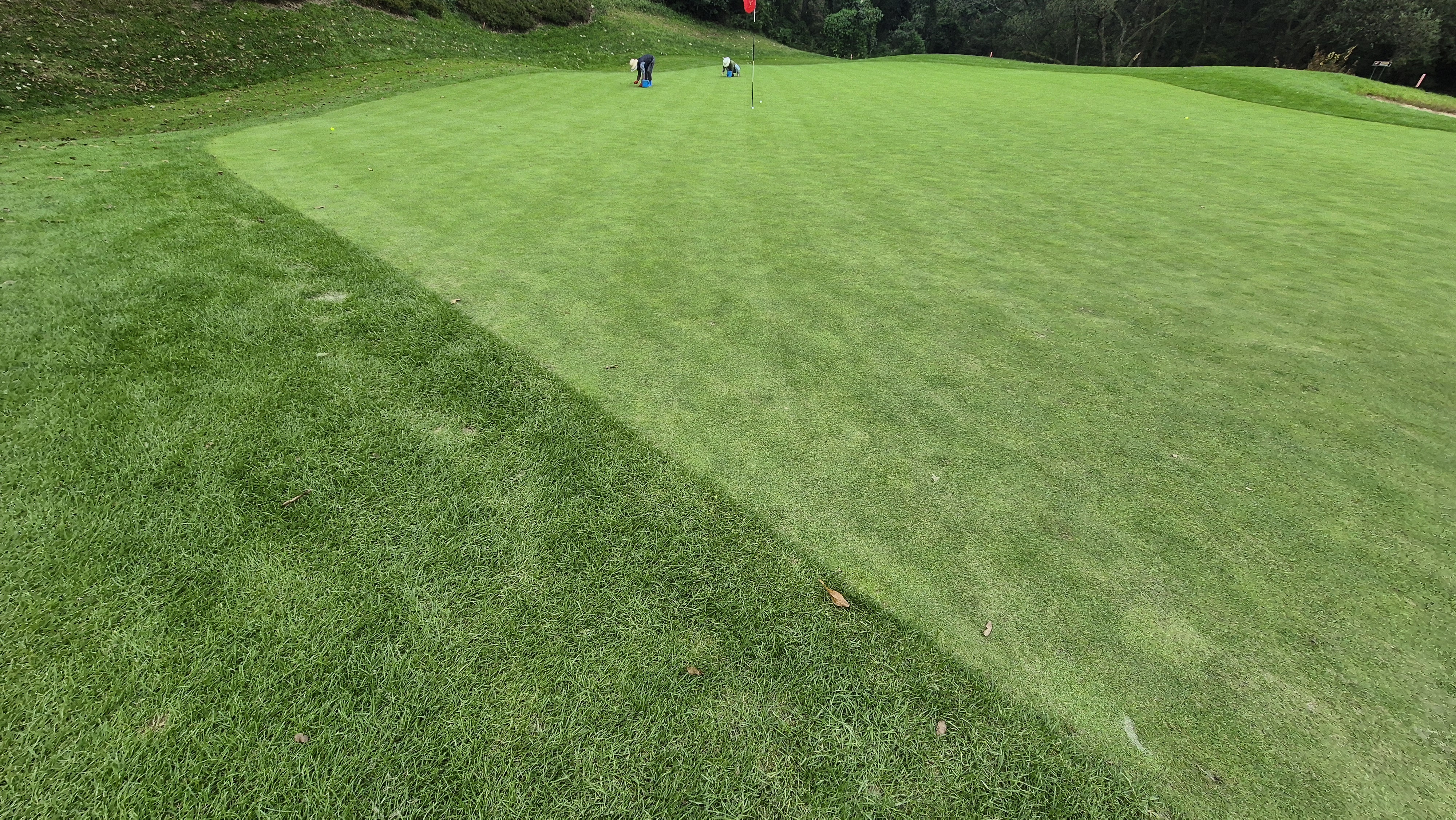 블랙스톤 벨포레cc 그린 관리 상태