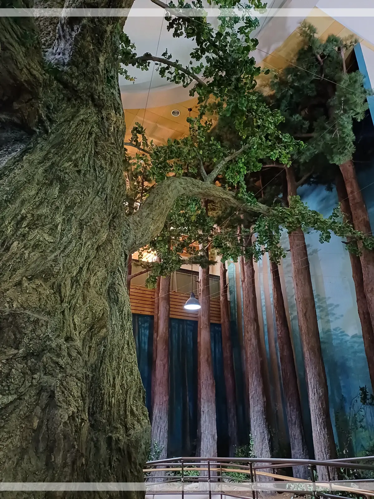 금강수목원-산림박물관-큰나무