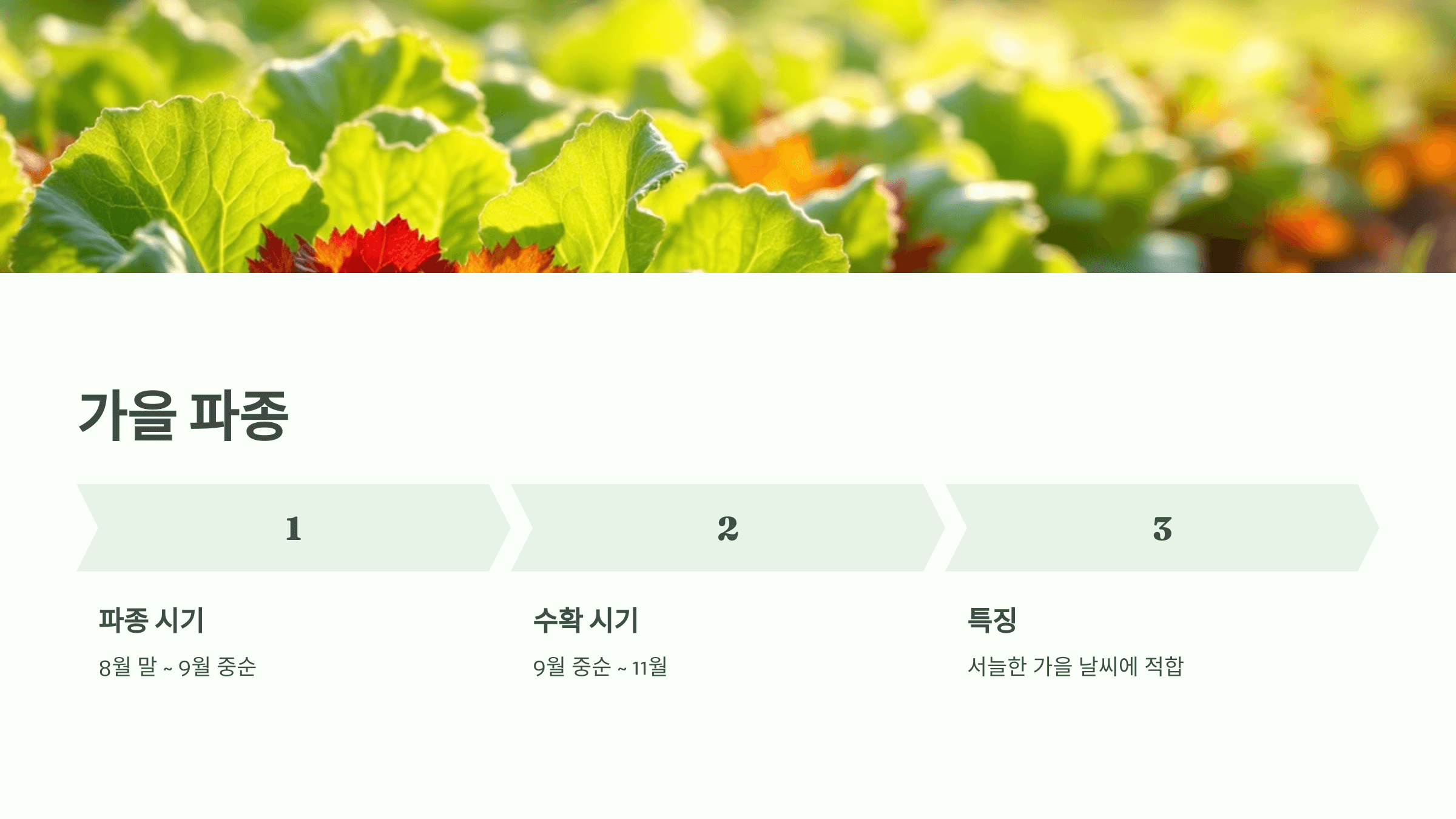 상추 사진입니다.