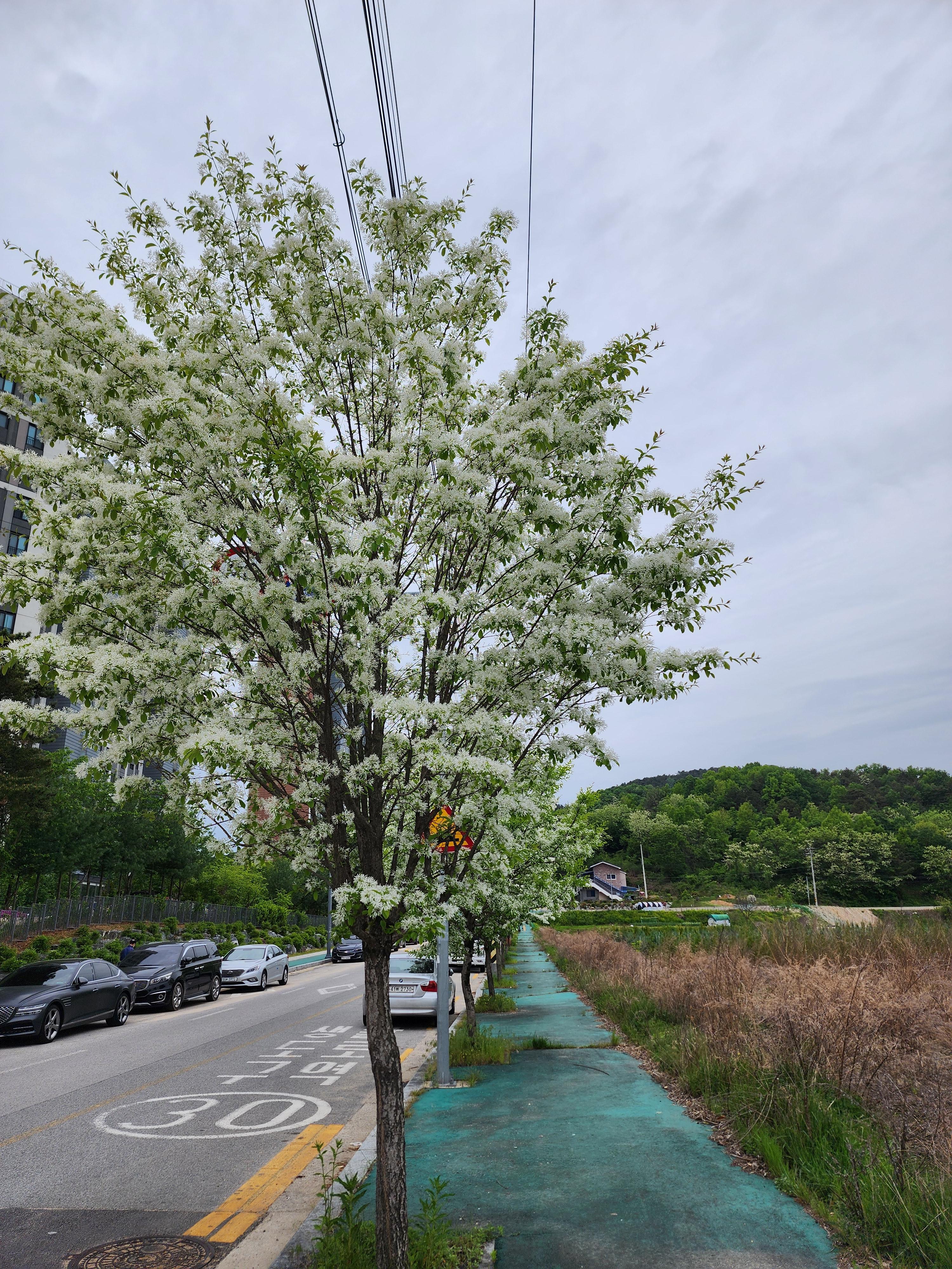 이팝나무는 키가 커서 가로수로 많이 심어요.