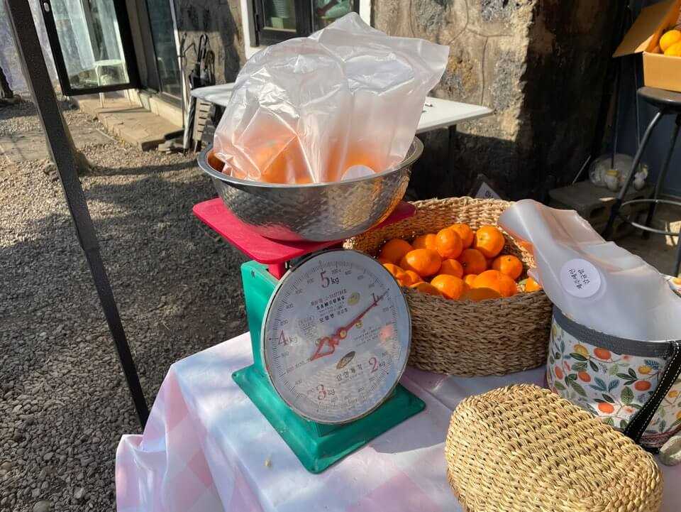 제주여행-서귀포-감귤-체험-후기