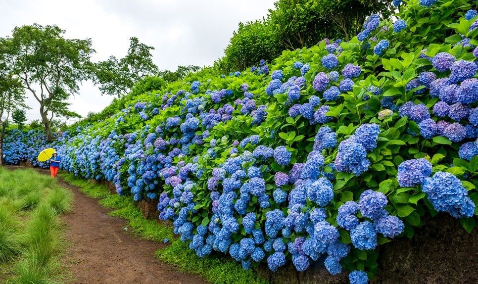 제주 마노르블랑 수국축제