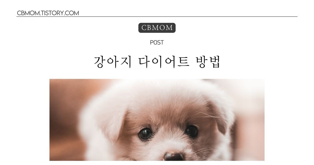 강아지 다이어트 방법