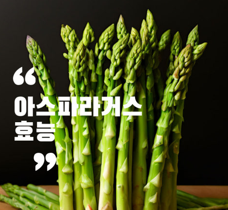 아스파라거스 효능 아스파라거스 모종 키우기
