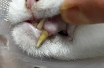 고양이 빈혈 증상 치료_5