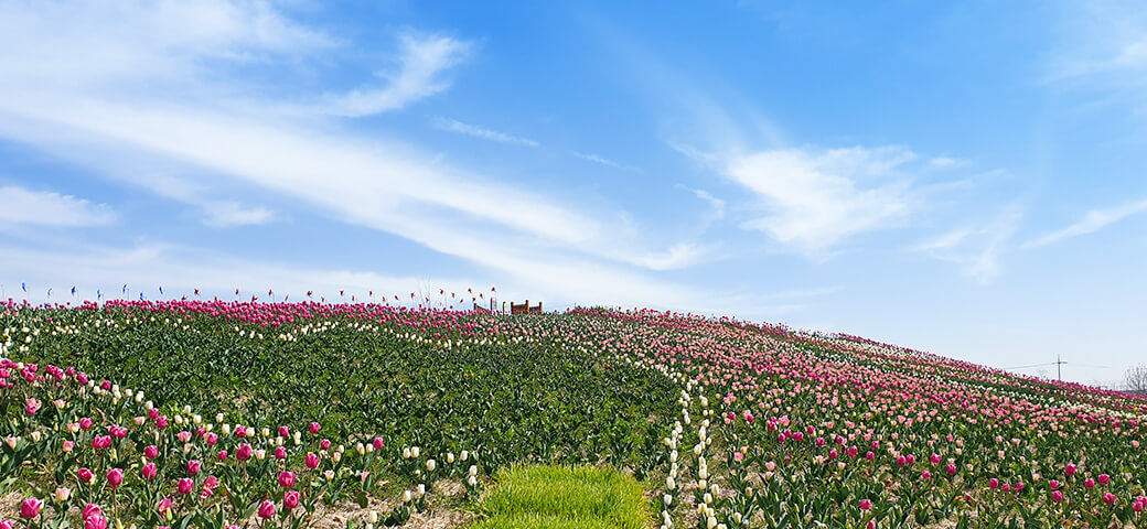 평택꽃나들이 축제장