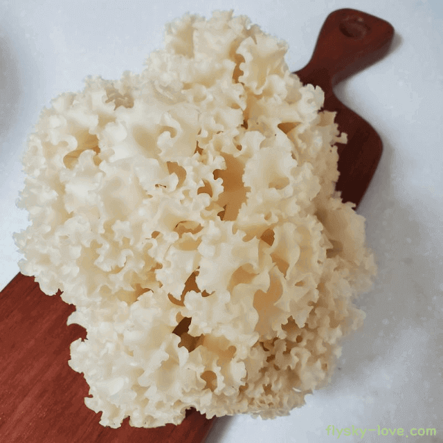 꽃송이버섯 효능