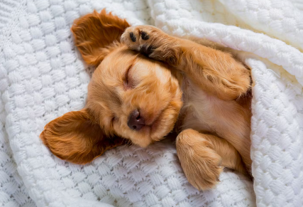 자고 있는 강아지.