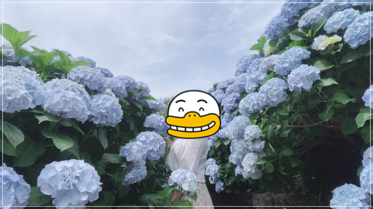 제주도-수국-휴애리