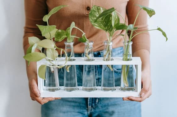 채소도 키우고 환경도 보호하는 ‘친환경 수경재배’ 가이드