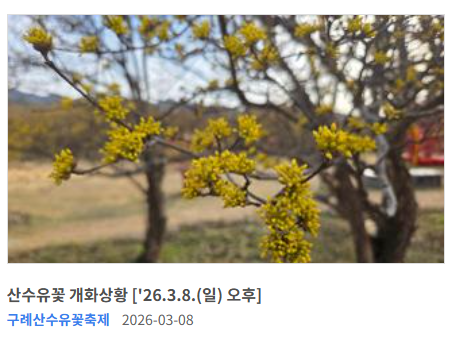 구례 산수유꽃 절정