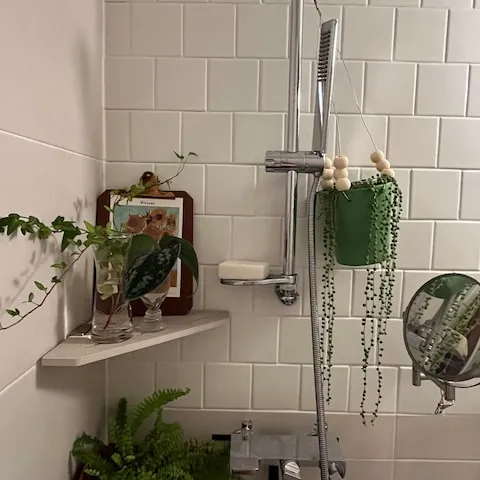 욕실 식물 추천 습도사랑 종류 물주기 환기요령 곰팡이 예방 팁_4