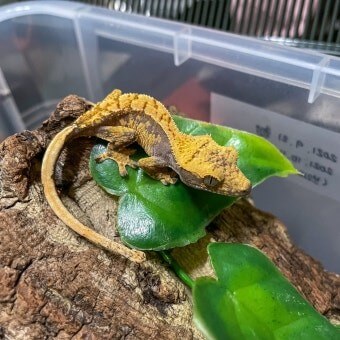 도마뱀-사육장에서-푸른-잎-사이로-황금-도마뱀이-지나가는-모습