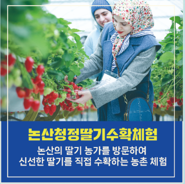 2025 논산딸기축제 : 일정, 체험, 가격, 볼거리, 주차까지 총정리!