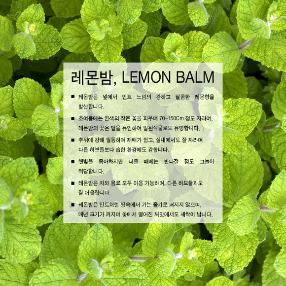 레몬밤 재배 반그늘 배치 화분 재배 잎 차로 활용_8