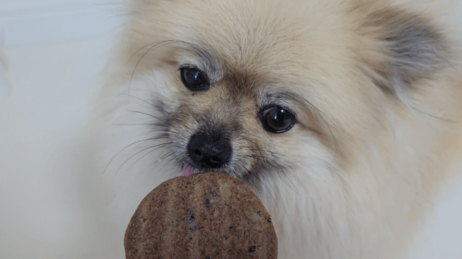 하림펫푸드 강아지 동결건조 패티 반응