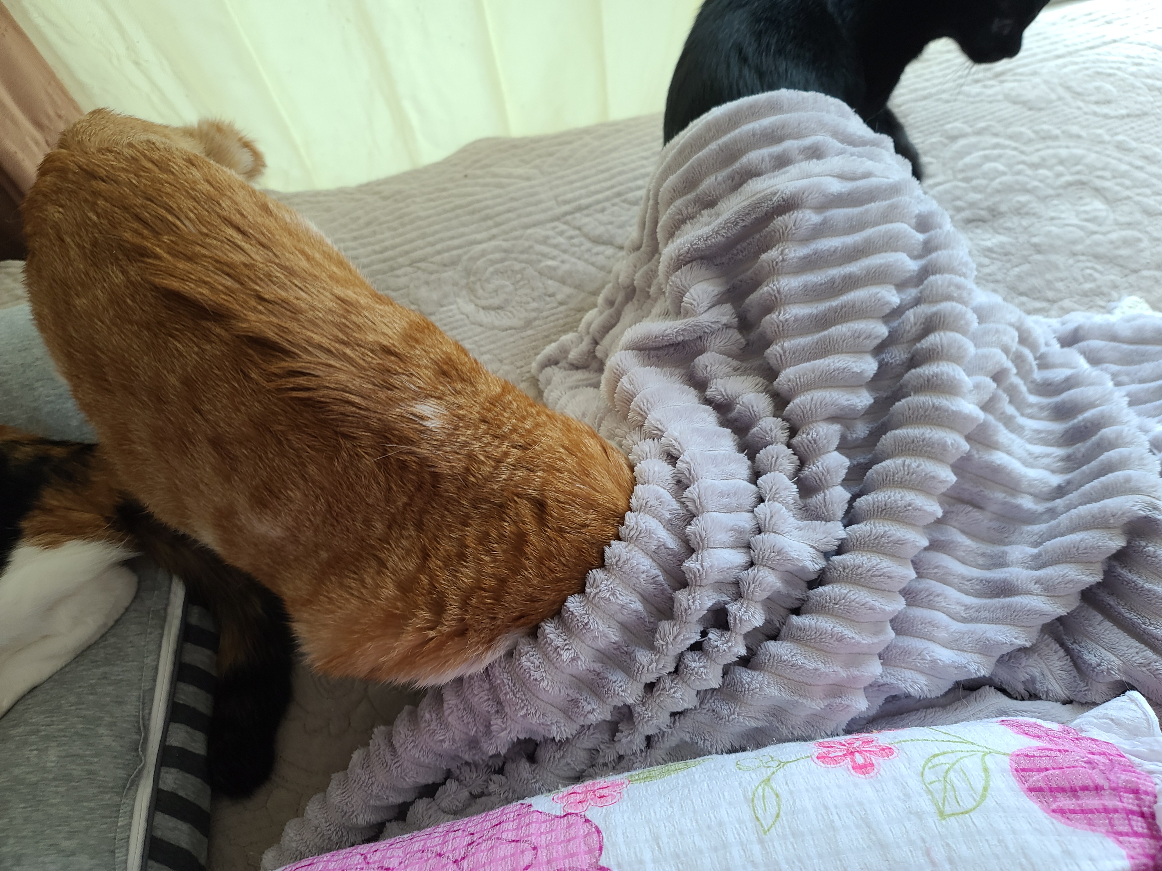 에어컨 바람을 피하고 싶을때 올블랙 건이와 막둥이 삐용이의 선택은...!