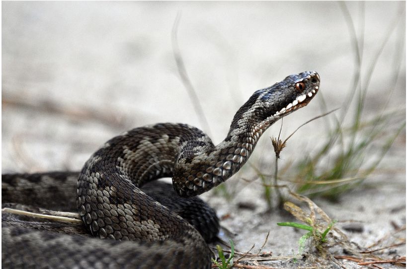 뱀이 나오는 꿈해몽