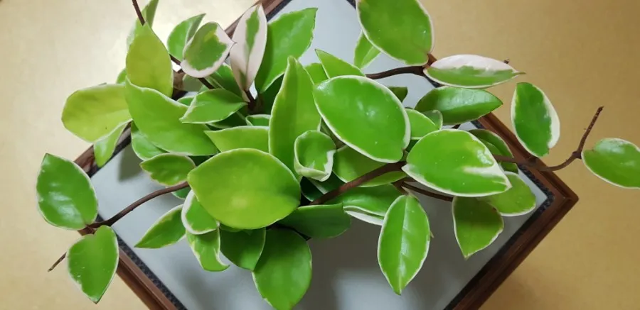 호야 키우기 꽃피우기 번식법 알고 물주기_5