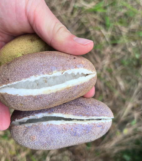 조선바나나 으름