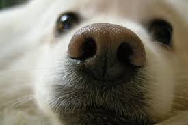 강아지 코를 확대한 사진