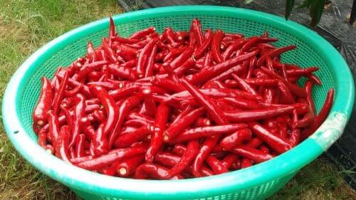 청양고추-효능-고추-캡사이신-효과