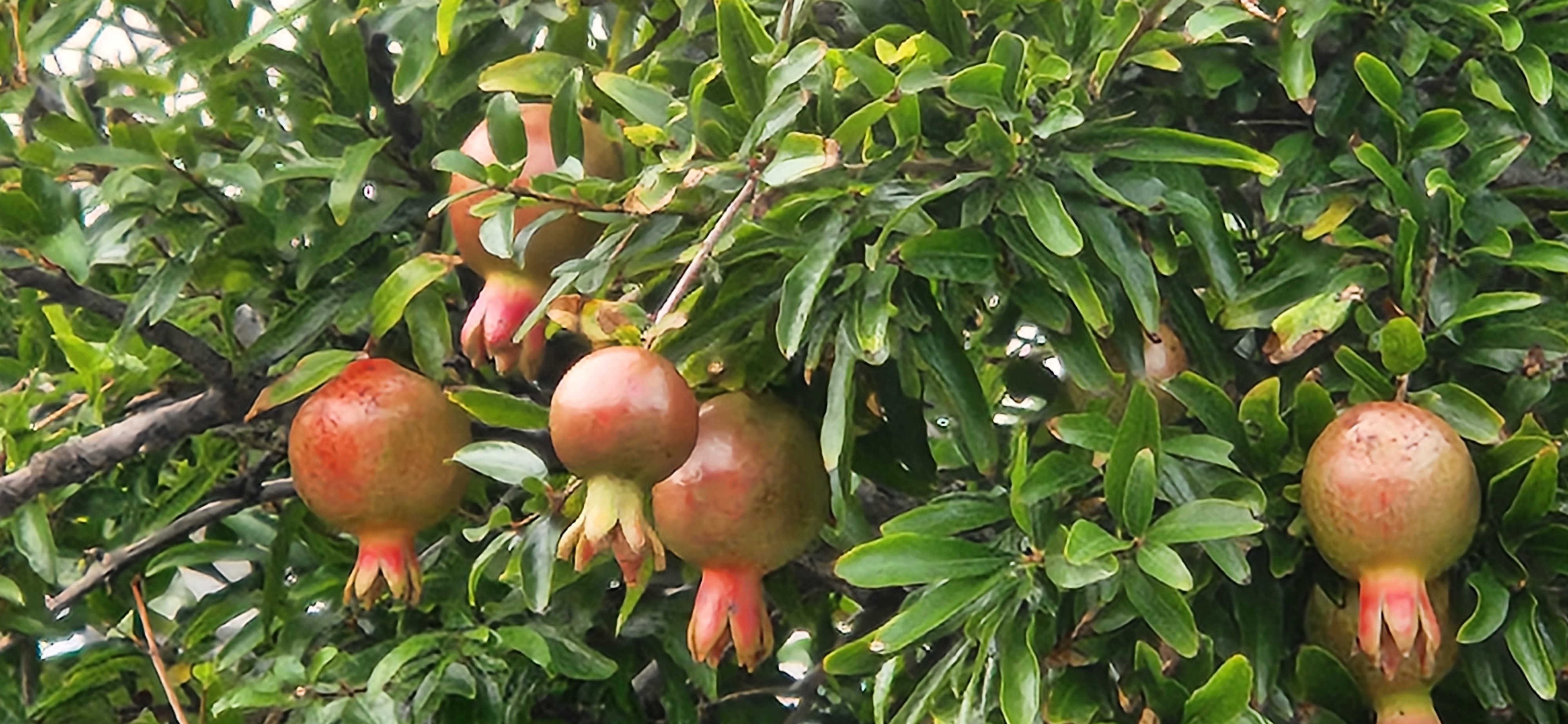 붉고 신선한 석류 열매가 나무에 주렁주렁 달려 있는 모습