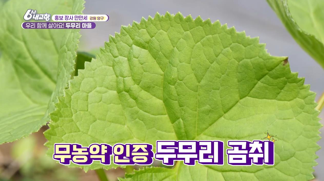 무농약 인증 6시내고향 홍보장사 양구 두무리마을 곰취