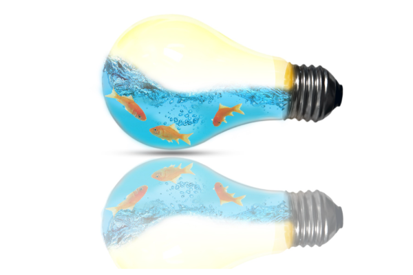 전구 안에 물이 담겨 있고 금붕어가 헤엄치는 모습