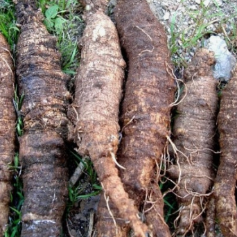 더덕 효능과 부작용 고르는법 칼로리 갱년기