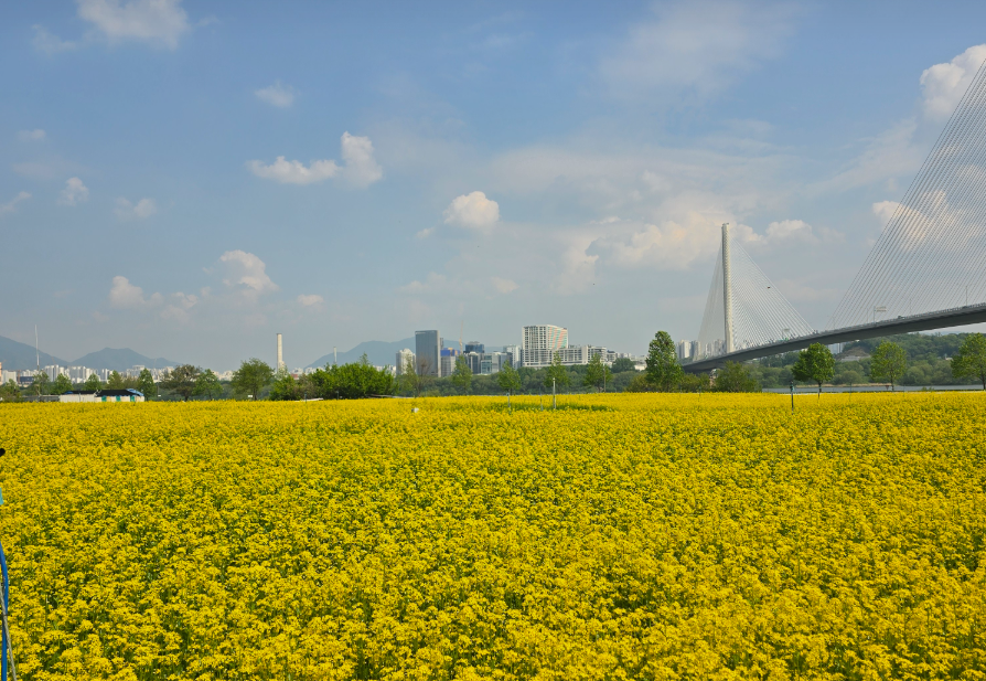 구리한강시민공원 유채꽃
