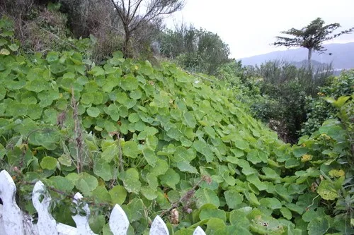 한련화
