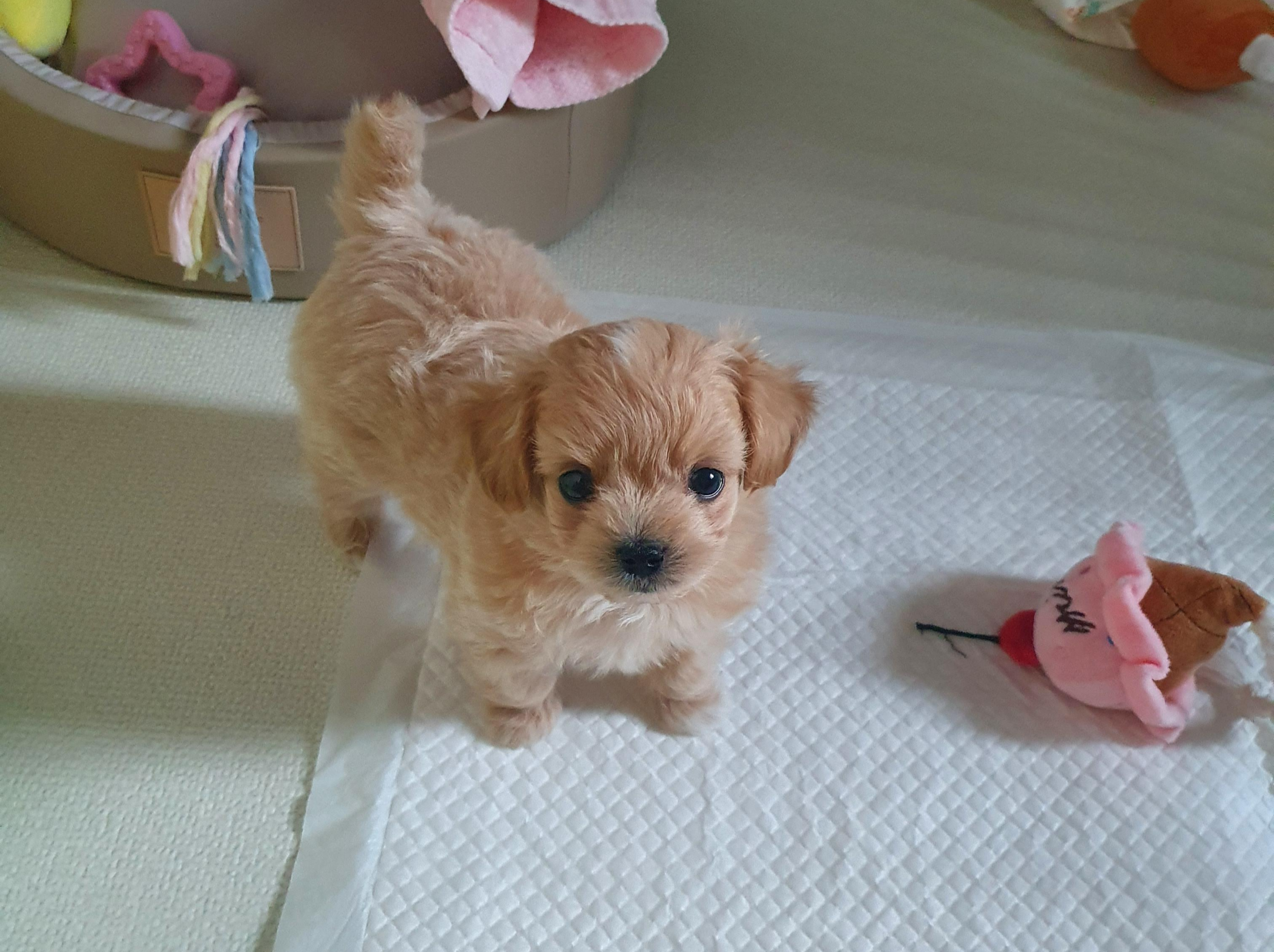 강아지보험료 강아지보험 펫보험