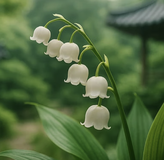 은방울꽃