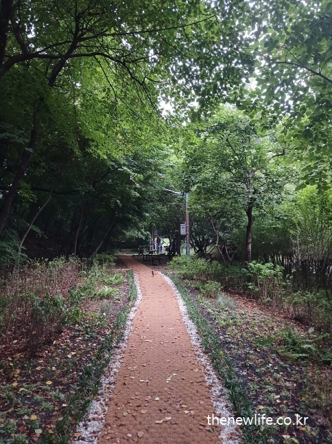 Peaceful forest walking trail with benches under trees ❘ 나무 아래 벤치가 있는 숲속 산책로