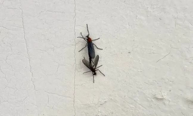 베란다 벌레 완벽 차단 방법과 여름철 실내 해충 예방 꿀팁_7