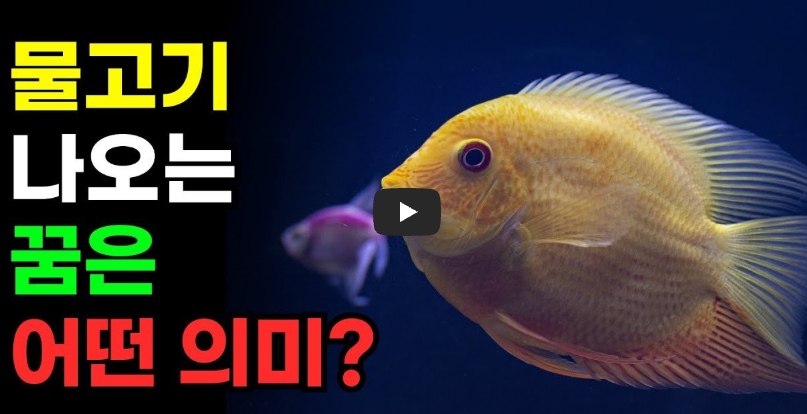 물고기 꿈해몽 영상보기