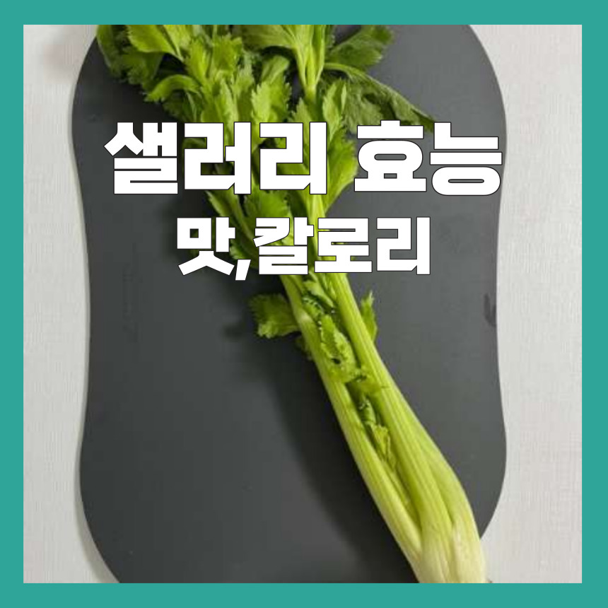 샐러리 효능