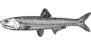 멸치효능,부작용