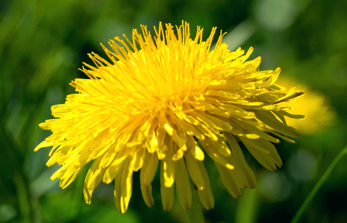 노란 민들레꽃이 활짝 피어있다. 주변엔 초록색 풀들이 가득하다.