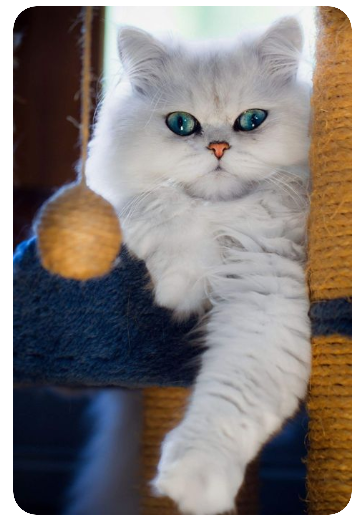 페르시안고양이