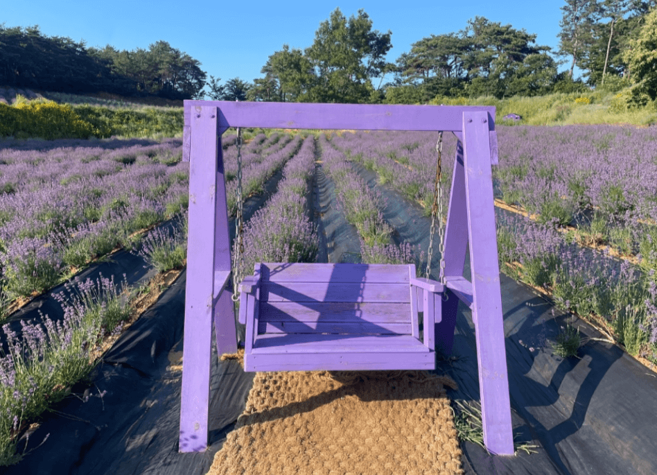 6월 국내여행지 추천 철도&amp;#44;항공권&amp;#44;렌트카 할인 최대50% 받는 방법