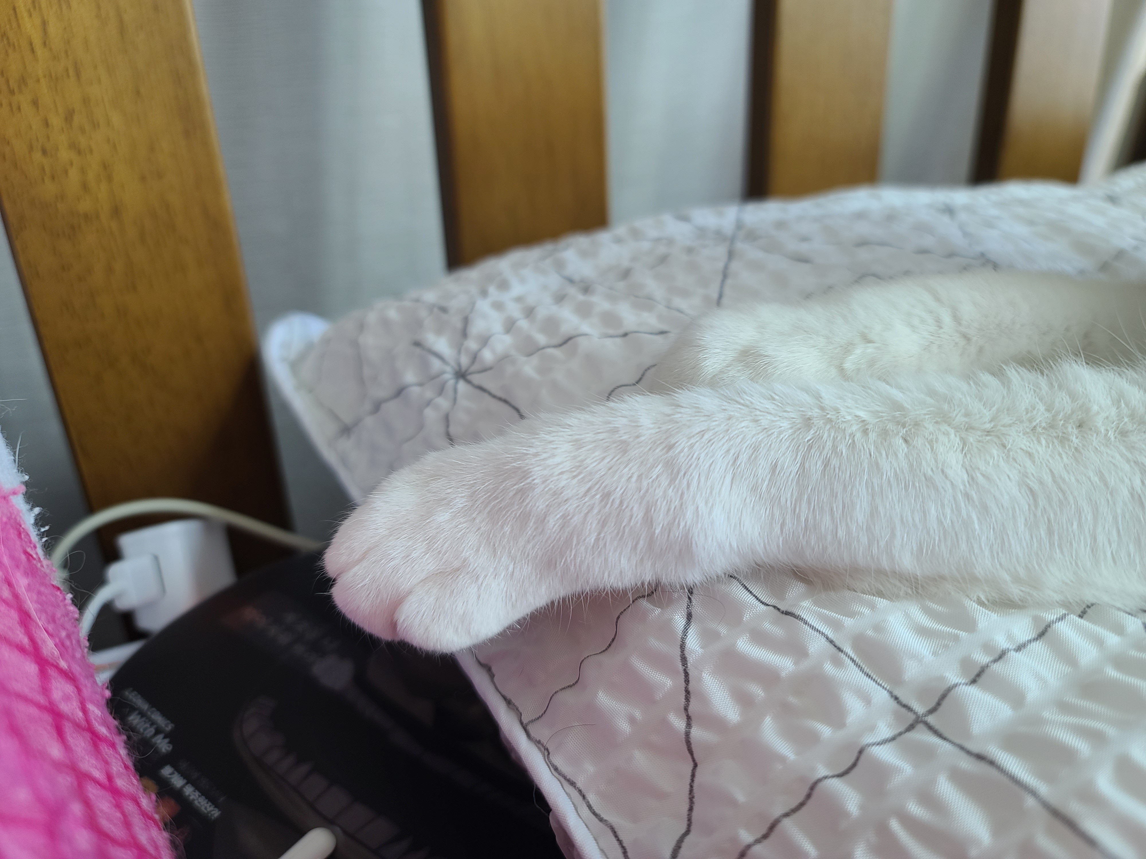 한번만 봐달라 애걸하는 집사와 제대로 한번 봐주지 않는 도도한 고양이 다다.(feat. 먹보 고양이 사랑이)