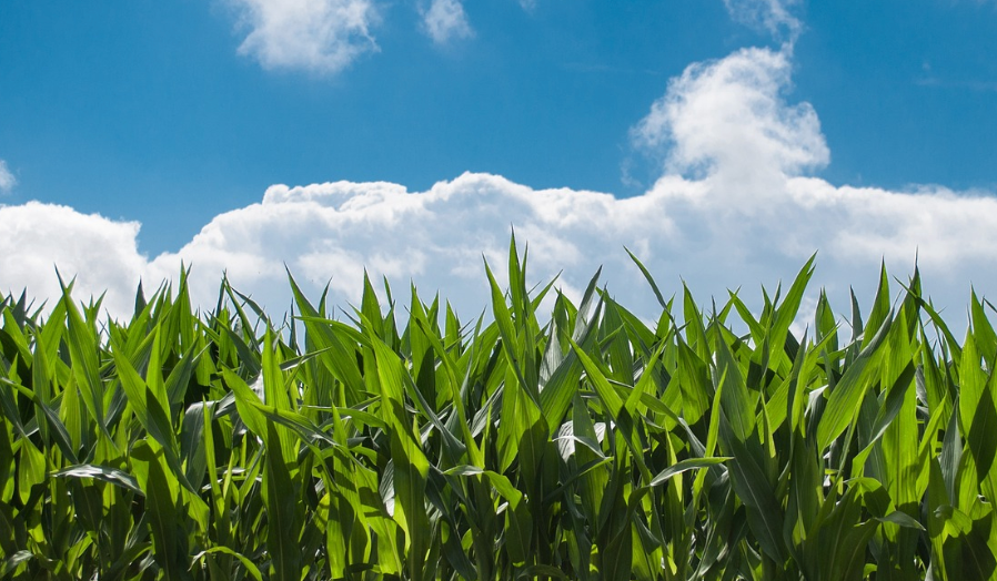 자외선-산화스트레스-글루텐-프리-수수-퀴노아-녹차-베리