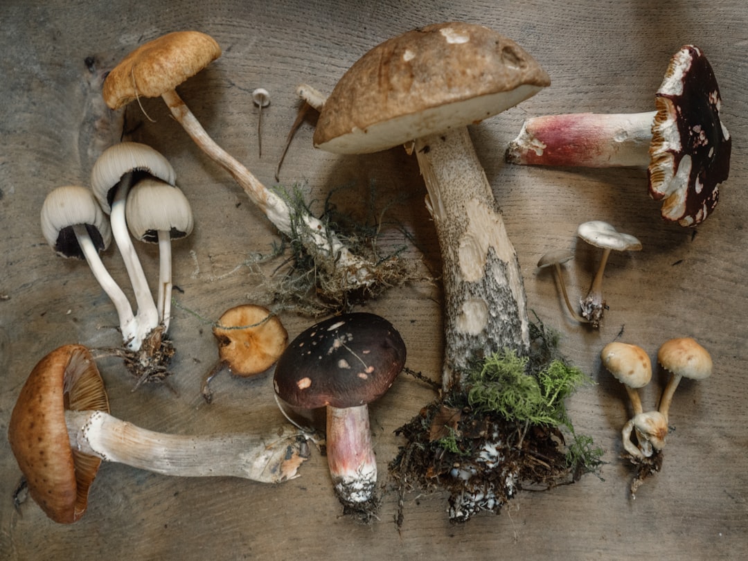 Mushroom