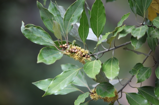 참식나무 열매1