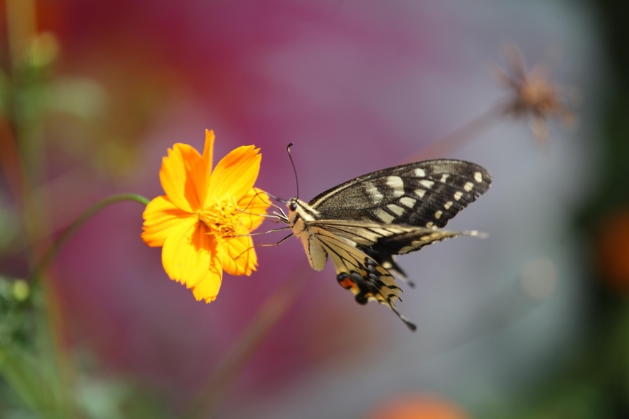 주황색 꽃에 앉아 있는 나비의 근접 사진 – via Pixabay