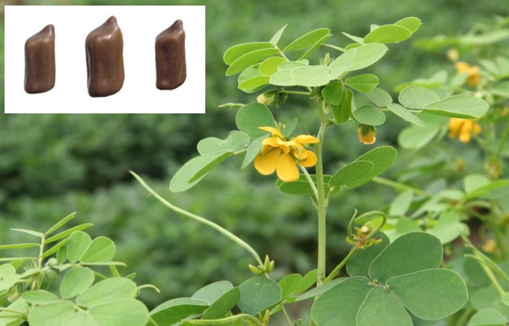 결명자-꽃과-씨앗